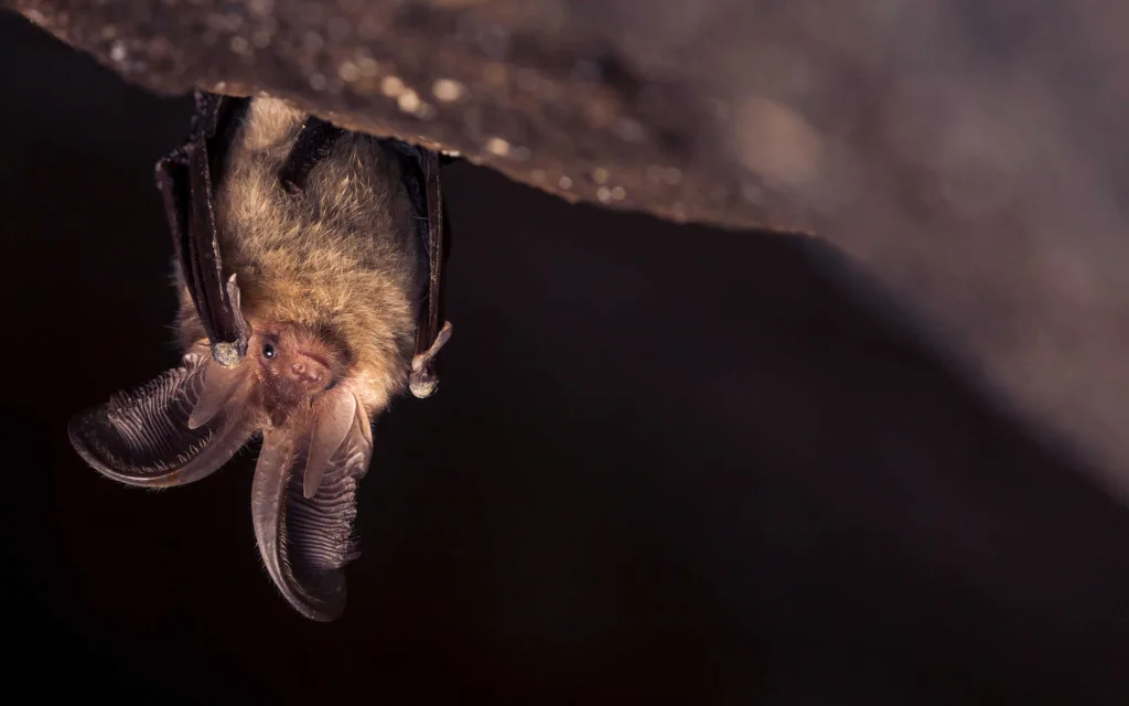 brown furry bat hanging upside down in cave