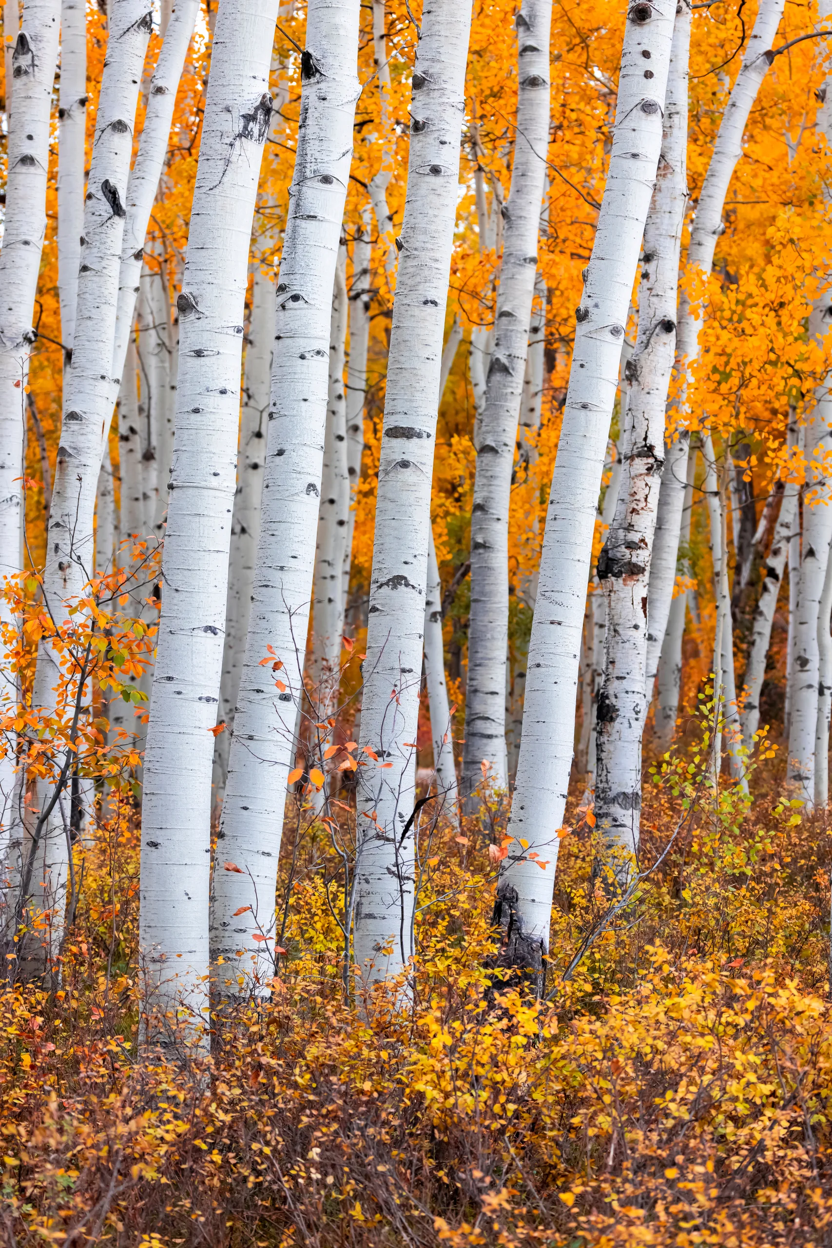 Close up view of tall Aspen trees in Wasatch mountains with bright fall foliage.